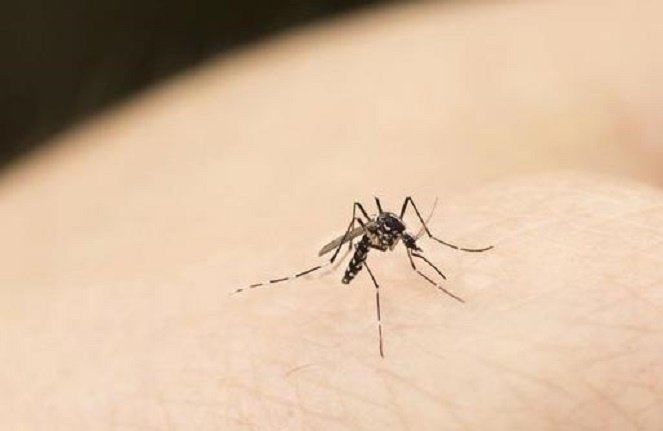 Muỗi vằn là loại muỗi truyền nhiều bệnh nguy hiểm, sinh sôi nảy nở mạnh ở nước ta.