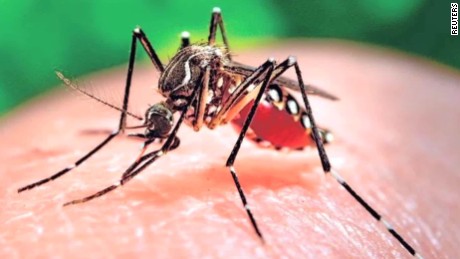 Loại muỗi vằn lây nhiễm virus Zika.